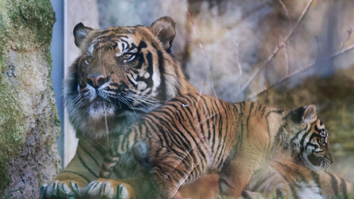 Demi Harimau Caspian Hidup Lagi, Negara Ini Tanam 37 Ribu Pohon