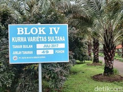 Ternyata Pohon Kurma Bisa Tumbuh di Indonesia, Kok Bisa?