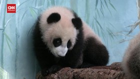 VIDEO: Katyusha, Panda 'Asli' Rusia Pertama Rayakan Hari Perempuan