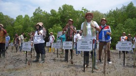 Pertamina Ambil Peran pada Kolaborasi Rehab Mangrove di NTT