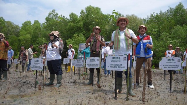 Menjadi bagian komitmen, Pertamina berencana melaksanakan rehab mangrove di sekitar wilayah operasi seperti di NTT, Kalimantan Utara, serta Aceh Singkil.