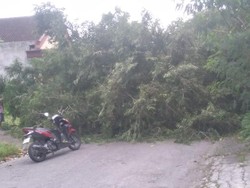 Dua Pohon Tumbang Rusak Rumah Warga dan Tutup Jalan Desa di Blitar