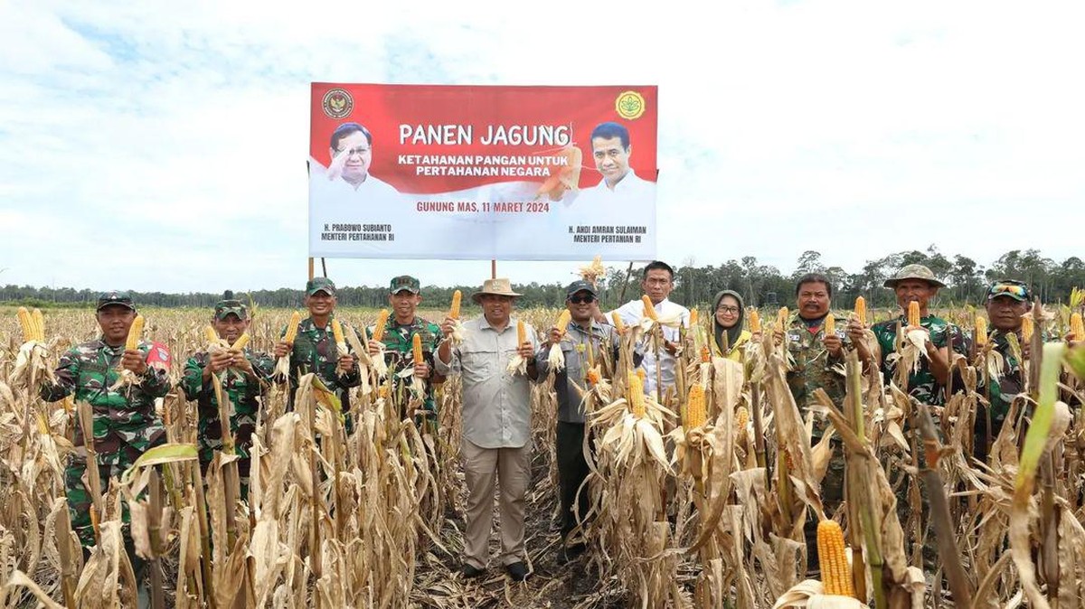 Diam-diam, Anak Buah Prabowo Panen Jagung di Food Estate Kalimantan