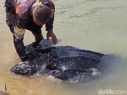 Penyu Raksasa Ditemukan Terdampar di Laut Bangka, Begini Penampakannya