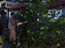 Selain Banjir, Hujan Deras di Semarang Bikin Pohon Tumbang dan Longsor