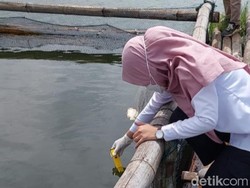 Air di Waduk Cengklik Boyolali Dicek Usai Puluhan Ton Ikan Mati, Ini Hasilnya