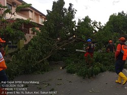 Cuaca Ekstrem 2 Hari Landa Kota Malang, 11 Pohon Tumbang