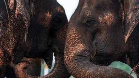 Gajah Manggil Teman Pakai Nama Masing-masing, Cek Penjelasannya