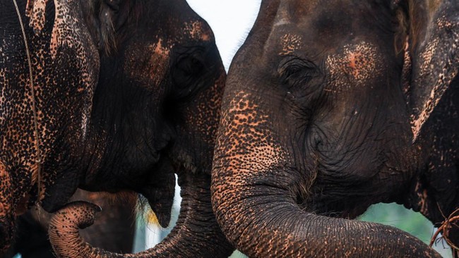 Penelitian mengungkap gajah memanggil sesamanya masing-masing dengan fonetik unik, yang menandakan tiap satwa ini punya nama.