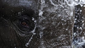 Gajah di Bali Safari Ngamuk, Pegawai Diseruduk hingga Tewas