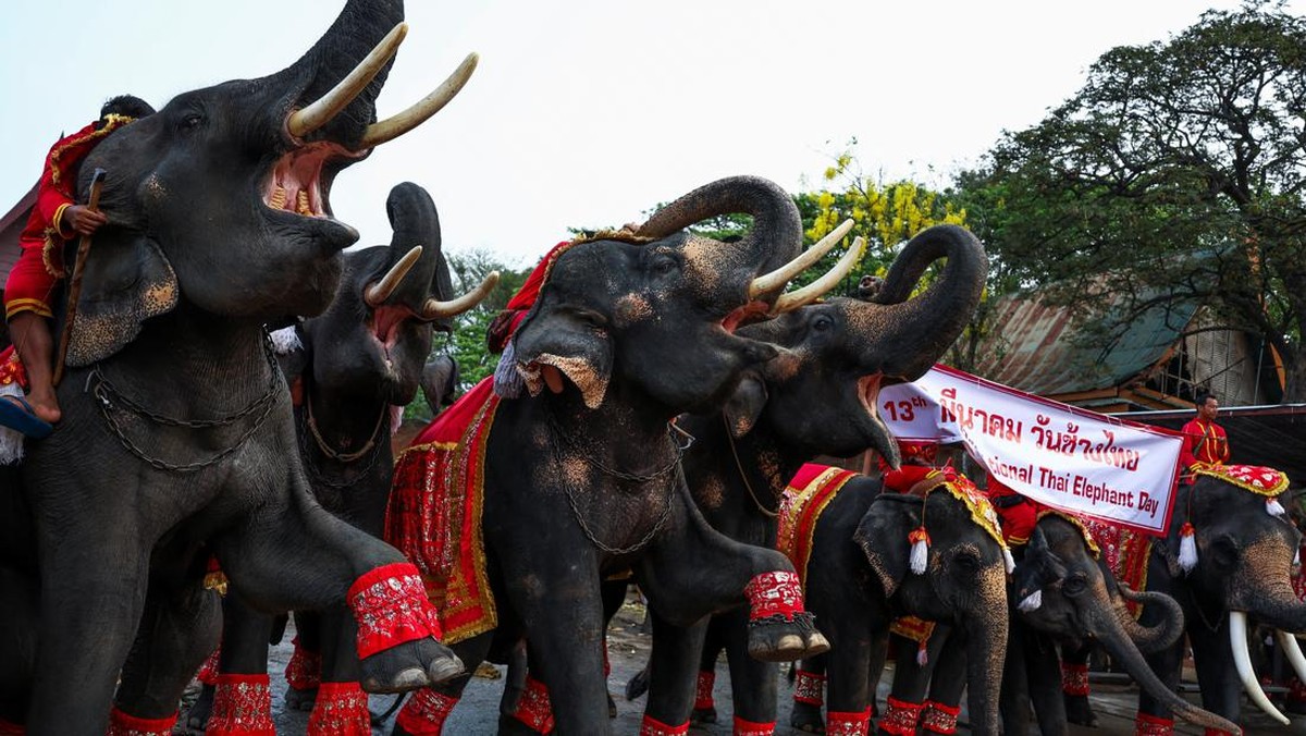 FOTO: Kala Thailand Rayakan Hari Gajah Nasional