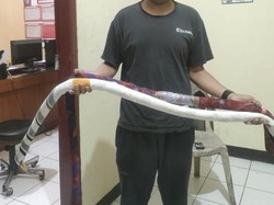 Ramai-ramai Sikat Perang Sarung di Jabar