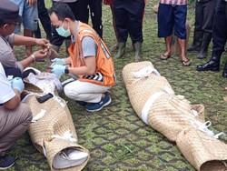 Ratna Sarumpaet Keluar Saat Nyepi hingga 2 WNA Tewas Terkubur Longsor