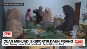 VIDEO: Cuan Menjadi Eksportir Daun Pisang