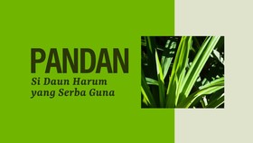 INFOGRAFIS: Daun Pandan, Si Harum yang Serbaguna