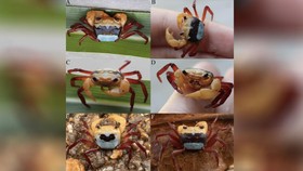 Peneliti Temukan Kepiting Tiga Warna dari Kalbar, Simak Penampakannya