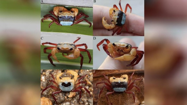Peneliti dari BRIN menemukan kepiting tiga warna Lepidothelphusa jenis baru. Simak keunikannya.