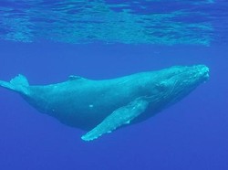 Ini Gambaran Ikan Nun yang Menelan Nabi Yunus Sesuai Al-Quran