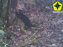 Kamera Trap Mapella Tangkap Macan Penghuni Gunung Sunda Purba