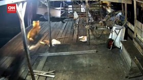 VIDEO: Viral Harimau Sumatera Terkam Anjing di Siak Riau.