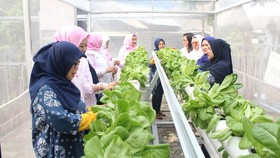 BRInita Bangun Ketahanan Pangan dan Ekonomi di Kampung Hijau Kemuning