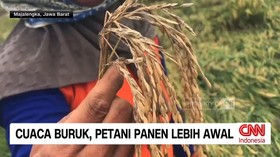 VIDEO: Cuaca Buruk Petani Panen Lebih Awal