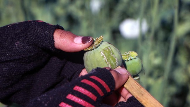 Komoditas opium Myanmar.