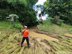 20 Hektare Lahan Padi di Ponorogo Terancam Gagal Panen Imbas Tanggul Jebol
