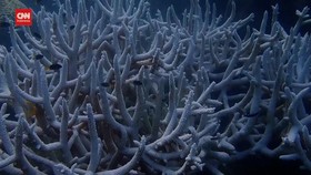 VIDEO: Penampakan Terumbu Karang Di Great Barrier Reef Memutih