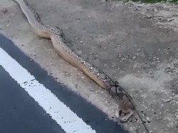 Warga Buton Tengah Kembali Tangkap Piton 6 Meter, Kini Masuk Permukiman