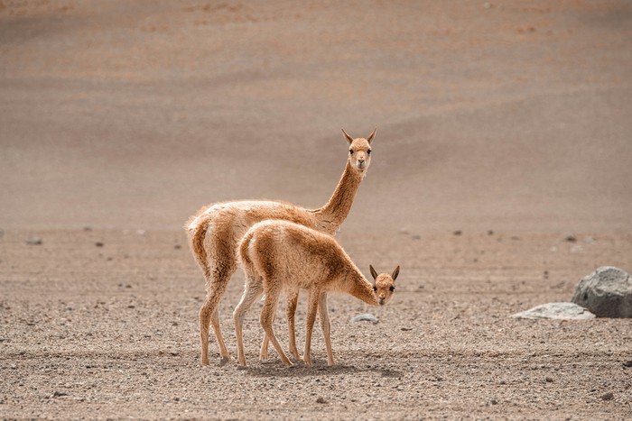 Vicuna