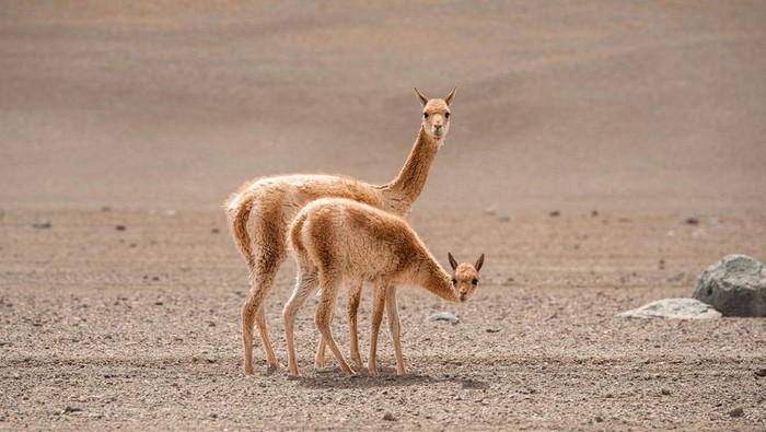 Vicuna Vicuna