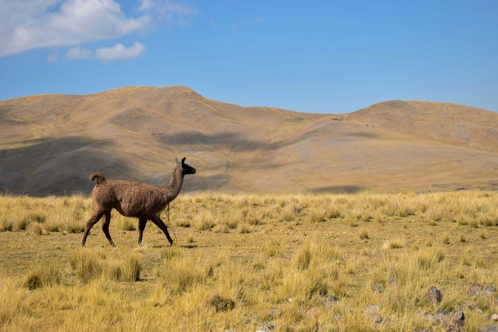 Vicuna