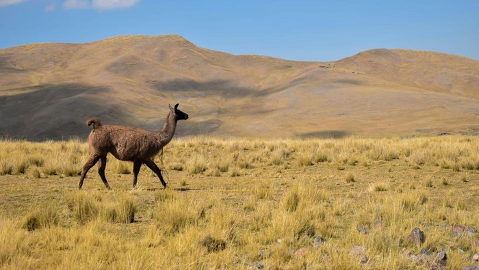 Vicuna Kisah di Balik Pakaian Vikunya Ratusan Juta Loro Piana