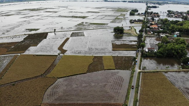 FOTO: Lahan Pertanian Terendam Banjir Luapan Bengawan Solo
