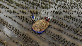 FOTO: Lahan Pertanian Terendam Banjir Luapan Bengawan Solo