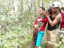 Piton 8 Meter Nyaris Mangsa Babi-Ditebas Warga Muna Laku Terjual Rp 900 Ribu