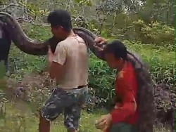 Ular Piton 8 Meter yang Nyaris Mangsa Babi Hutan Dibunuh, Begini Penampakannya