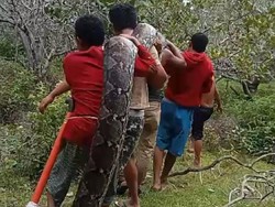 Penampakan Ular Piton 8 Meter Nyaris Mangsa Babi-Mati Ditebas Warga di Muna