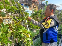 Kisah Pak Babin Sulap DAS Cilimus Jadi Asri Lewat Urban Farming