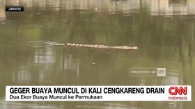 VIDEO: Geger Buaya Muncul di Kali Cengkareng Drain