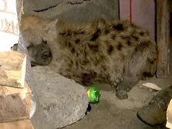 Penduduk Satu Kota Gempar gegara Hyena Berkeliaran