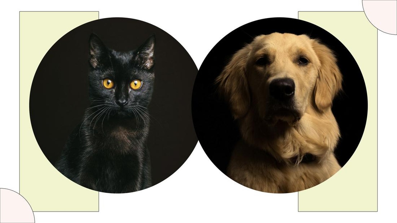 Menelaah Karakter Manusia lewat Istilah Black Cat dan Golden Retriever