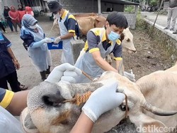 5 Warga Negatif Antraks, Puluhan Ternak di Jatirejo Klaten Tetap Divaksin