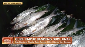 VIDEO: Gurih Empuk Bandeng Duri Lunak