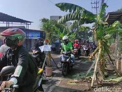 Wisata Jeglongan Sewu, 40 Pohon Pisang Ditanam di Jalan Rusak Sidoarjo