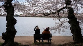 FOTO: Bunga Sakura Bermekaran Indah di Washington DC