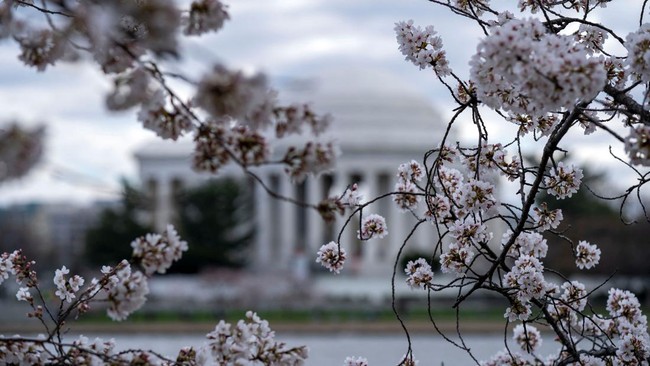 FOTO: Bunga Sakura Bermekaran Indah di Washington DC