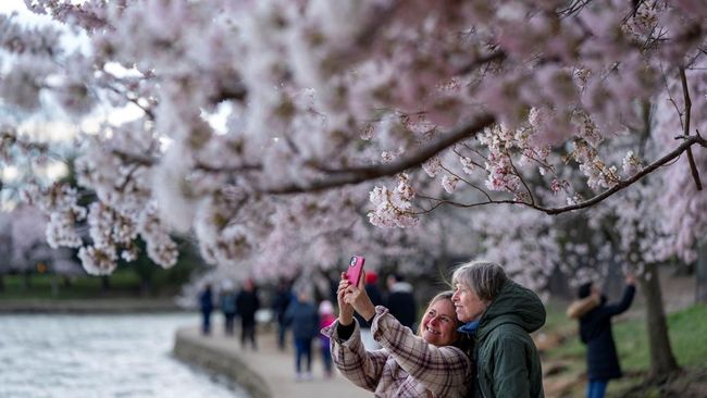 Sebuah video serombongan turis berbahasa Indonesaia merusak pohon sakura yang bermekaran di Jepang viral di media sosial.