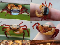 BRIN Temukan Spesies Kepiting 3 Warna di Kalimantan Barat, Besarnya Tak Sampai 1 Cm!